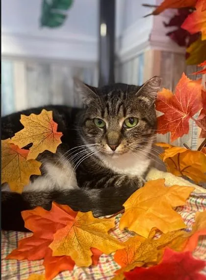 Sad Eyes Samantha thumbnail 2