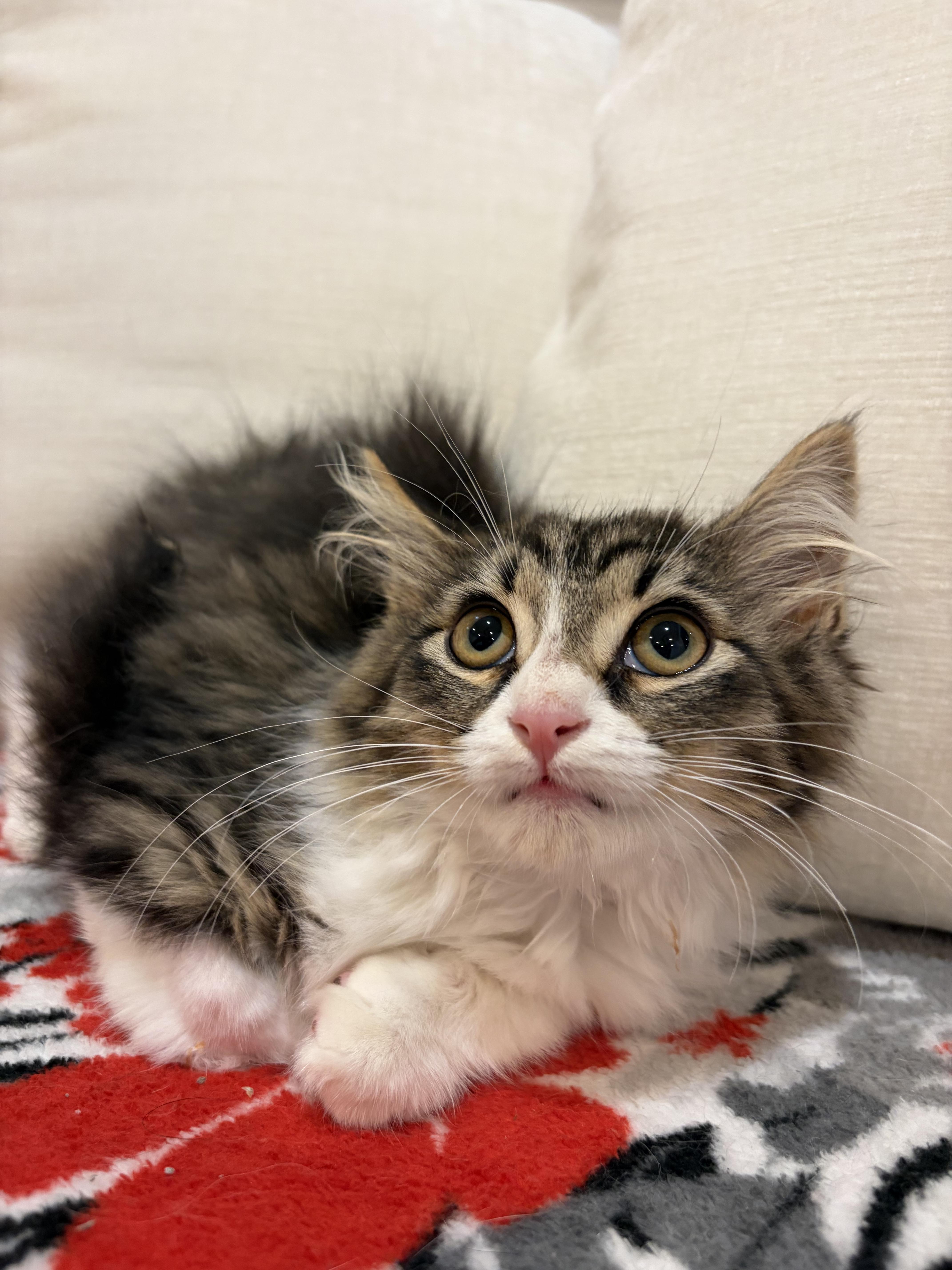 A baby medium-sized female Tabby (Brown / Chocolate) Domestic Long Hair cat named Diamond for adoption in North Haledon, NJ