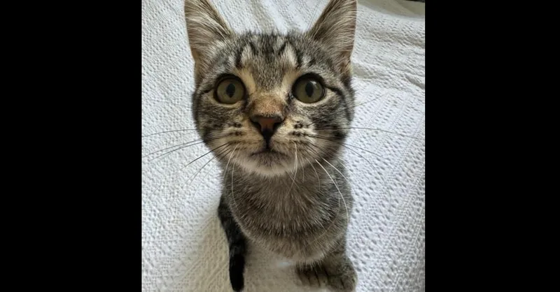 A baby small-sized female Domestic Short Hair cat named Lucy for adoption in Dallas, TX