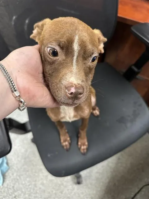 A young large-sized female Chihuahua dog named A for adoption in Pasadena, TX