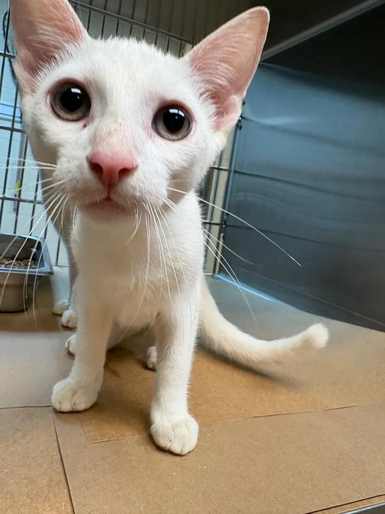A baby medium-sized male Tabby cat named Rhye for adoption in Nacogdoches, TX