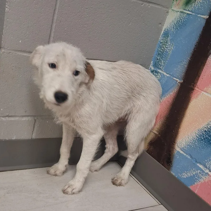 A young small-sized male White / Cream Mixed Breed dog named Spot for adoption in Lufkin, TX