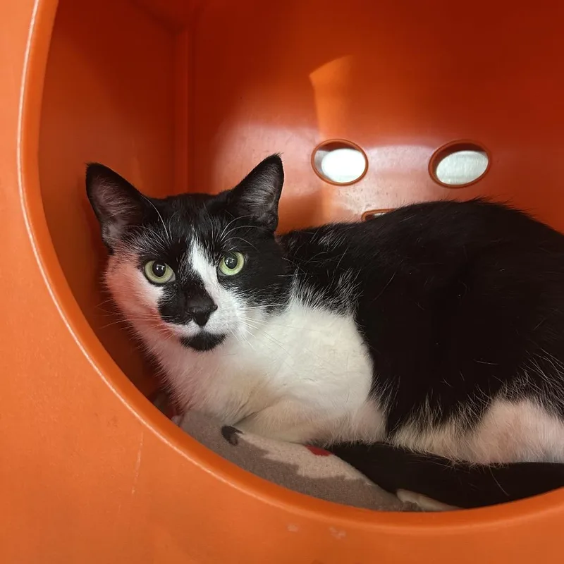 An adult large-sized male Black Domestic Short Hair cat named Doc for adoption in Waukesha, WI