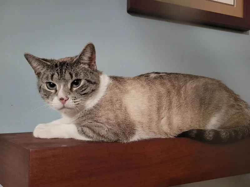 Elizette thumbnail 3