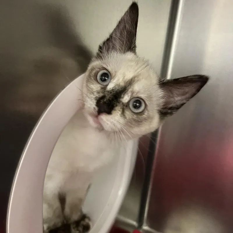 A baby small-sized female Domestic Short Hair cat named Micro for adoption in Sonoma, CA