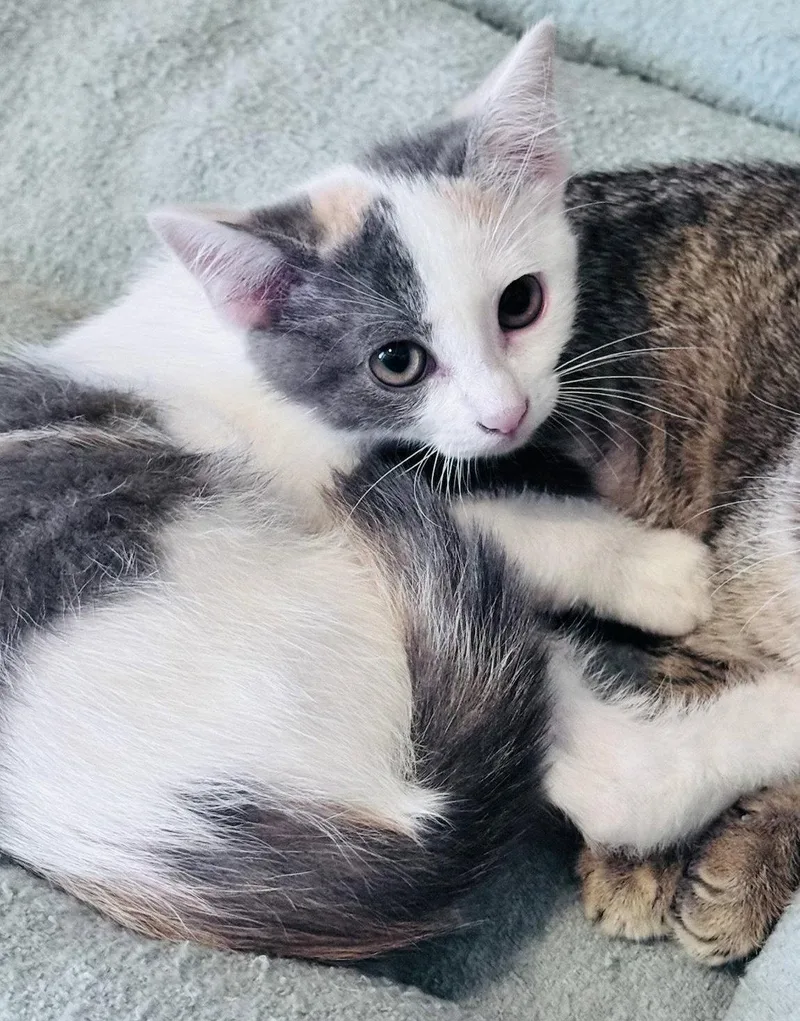 A baby medium-sized female Domestic Short Hair cat named Barbara for adoption in Frisco, TX