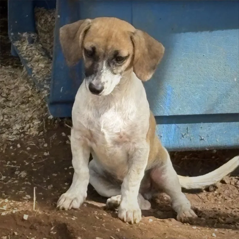 A baby small-sized male White / Cream Beagle dog named Caboose for adoption in San Antonio, TX