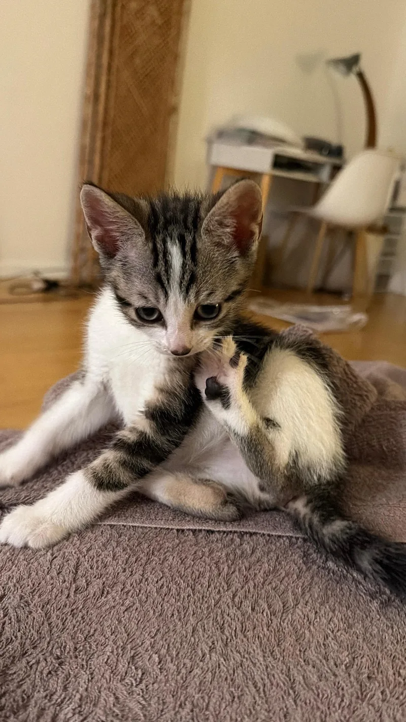 A baby small-sized male Tabby (Buff / Tan / Fawn) Domestic Short Hair cat named Jollybee for adoption in Long Island City, NY