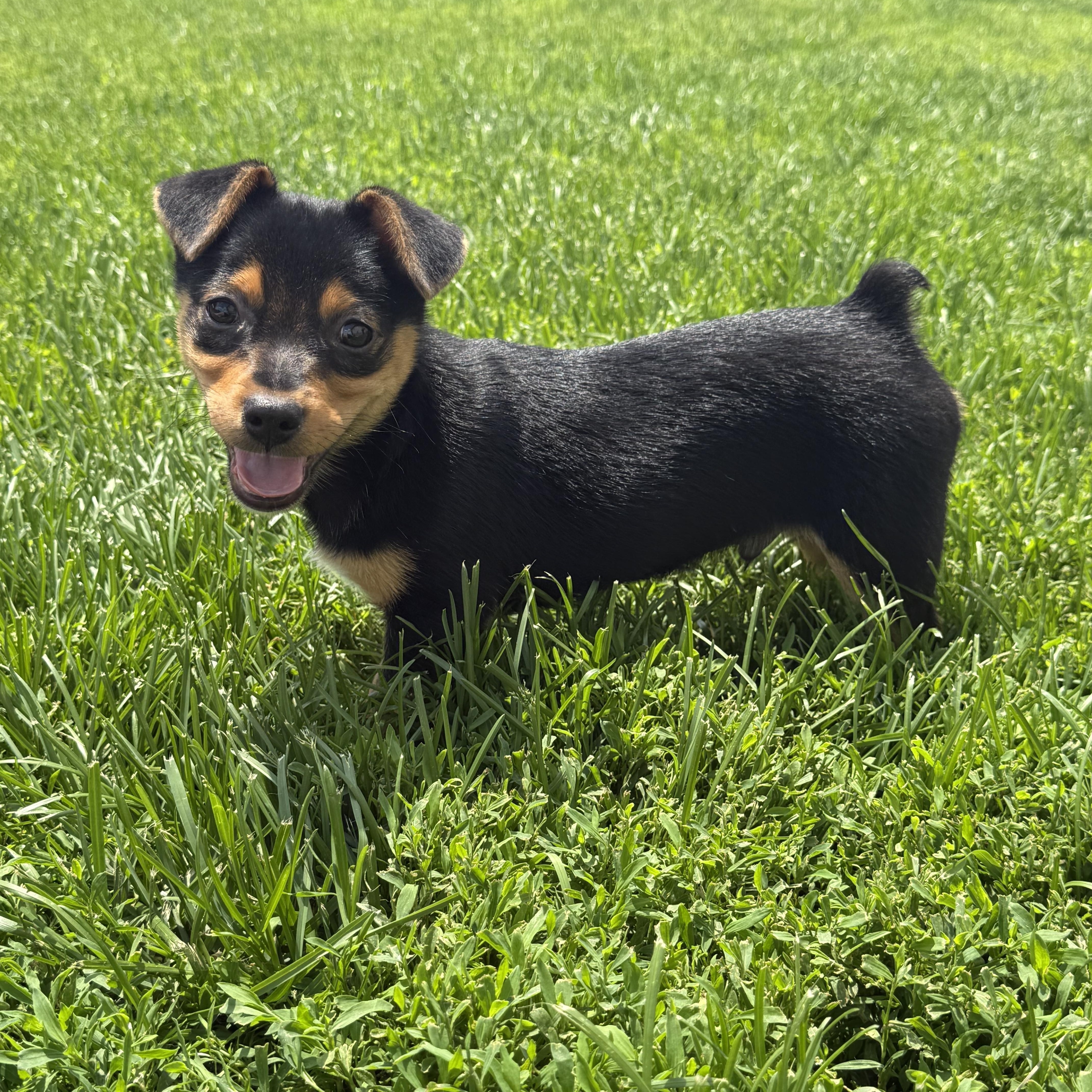A young small-sized male Corgi dog named Relish for adoption in Brazil, IN
