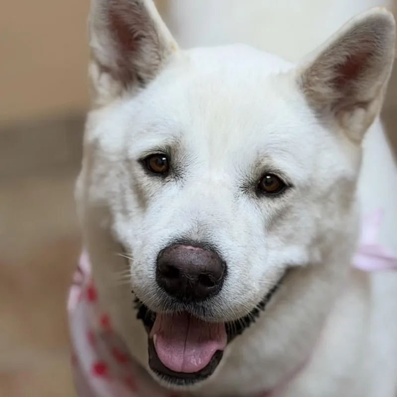 An adult large-sized female White / Cream Akita dog named Katana for adoption in Midland, TX