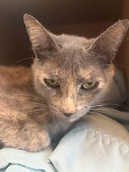 An adult small-sized female Domestic Short Hair cat named Ac Unit for adoption in Sherwood, OR