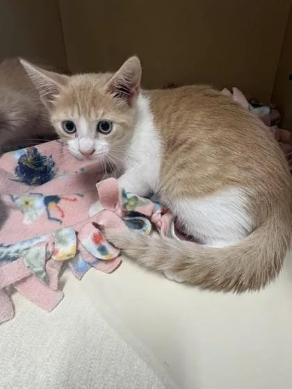 A baby medium-sized female Domestic Short Hair cat named Cordelia for adoption in Pequot Lakes, MN