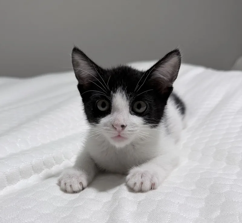 A baby medium-sized female Black & White / Tuxedo Domestic Short Hair cat named Cleo for adoption in Reno, NV