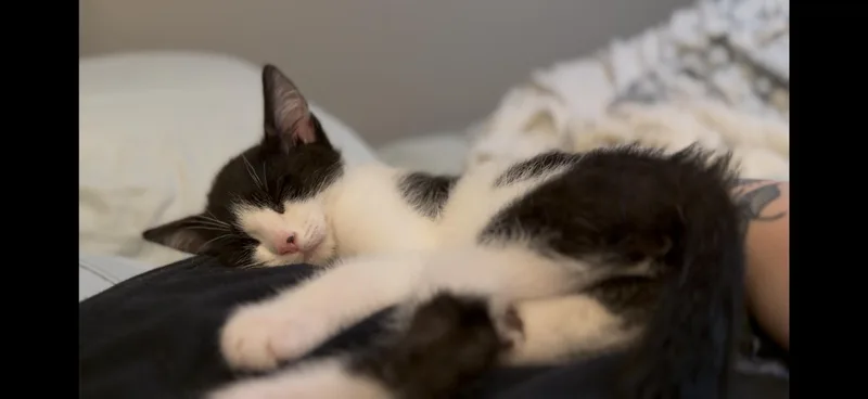 Cleo thumbnail 2