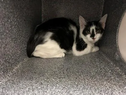 A baby small-sized male Domestic Short Hair cat named Dynamite for adoption in Irving, TX