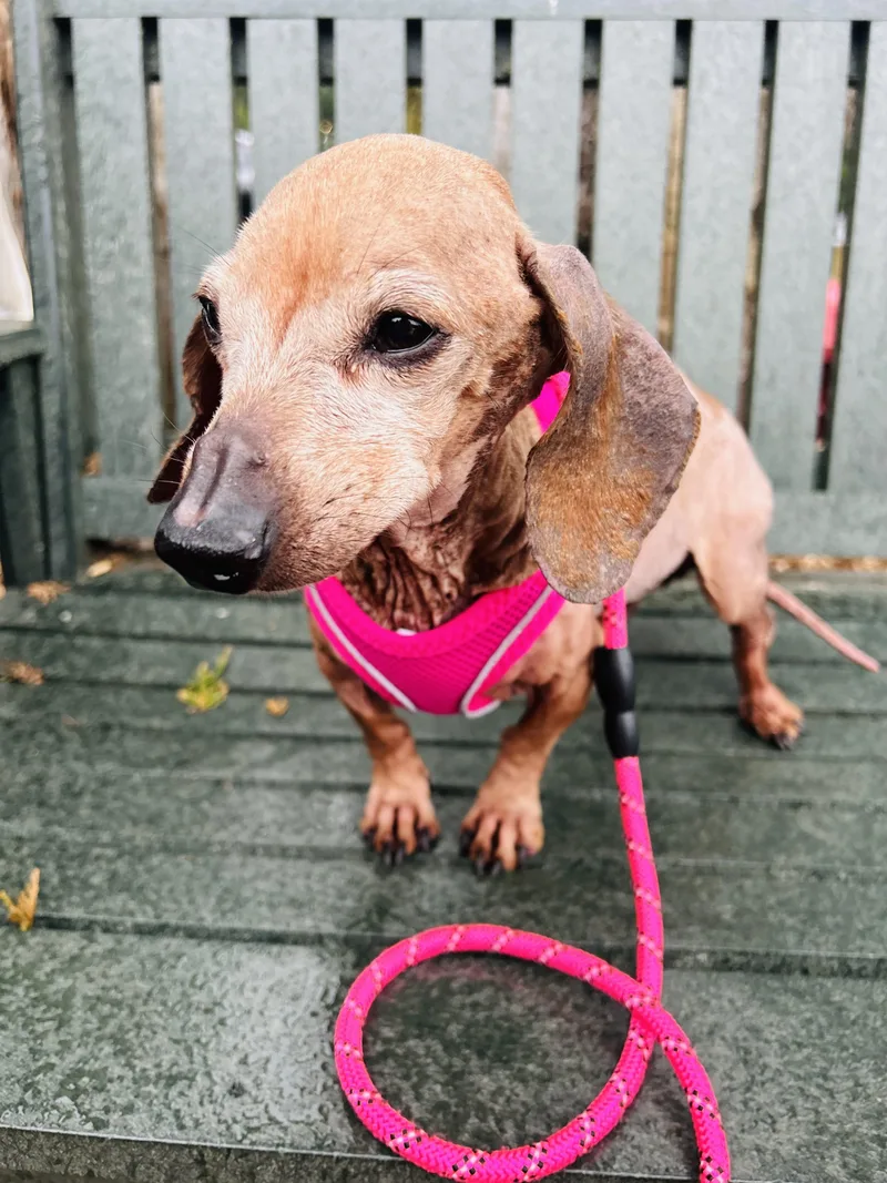 Sweetpea thumbnail 2