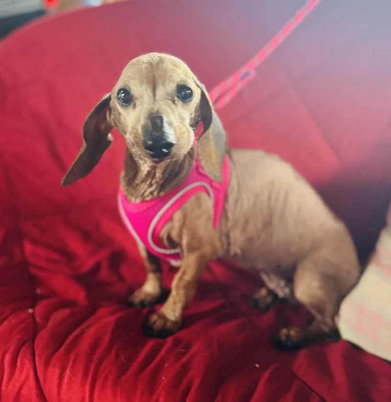 Sweetpea thumbnail 3