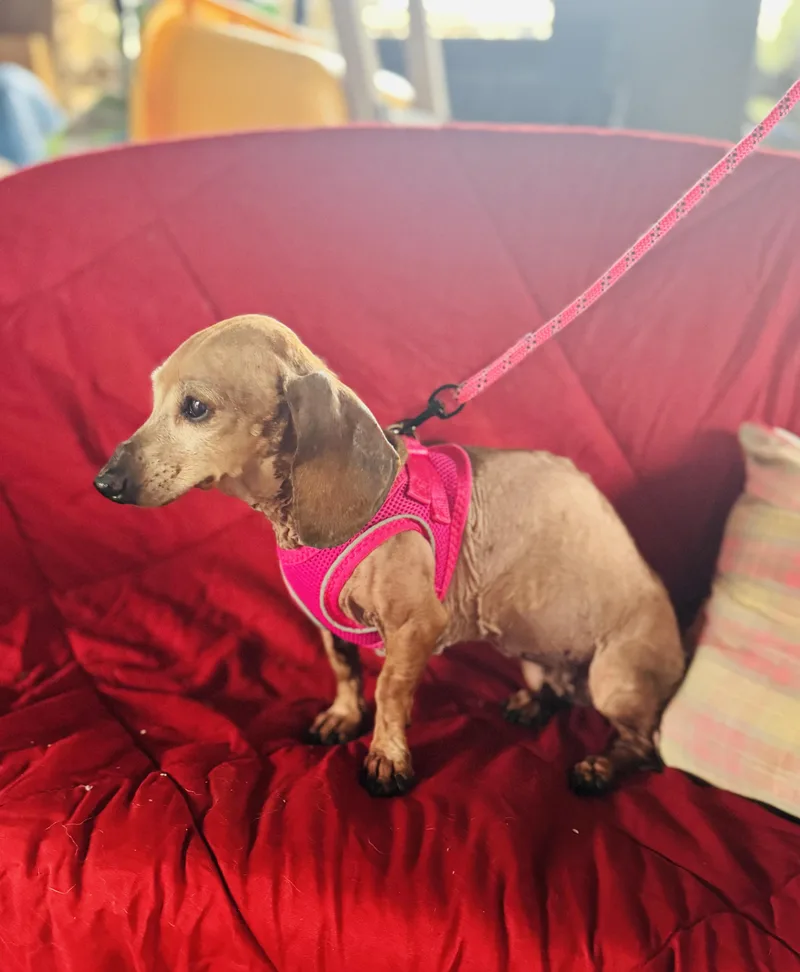 Sweetpea thumbnail 4