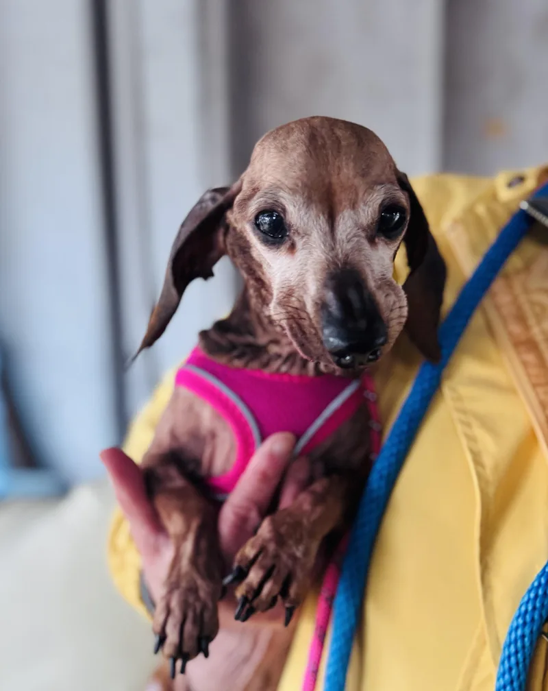 Sweetpea thumbnail 6