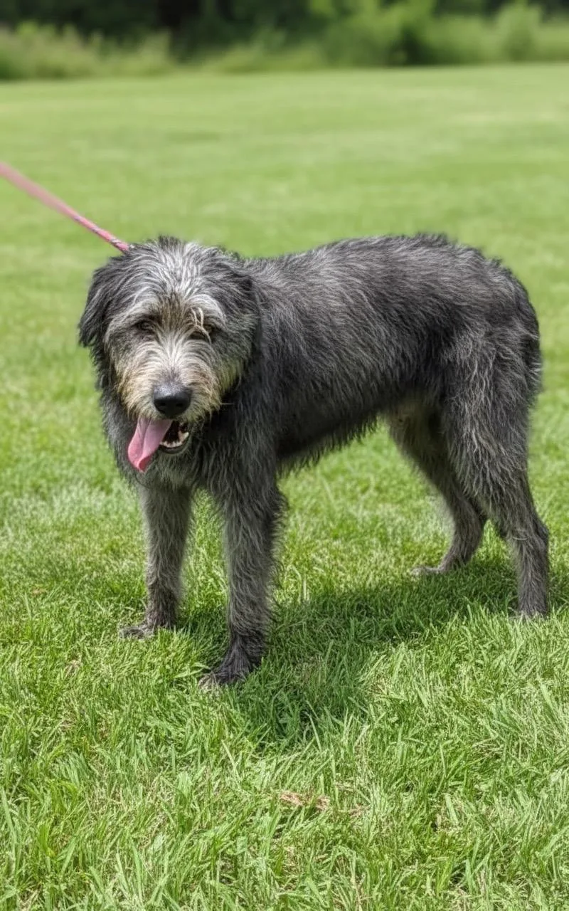 A young medium-sized male Schnauzer dog named Pepper for adoption in Hillsdale, NY