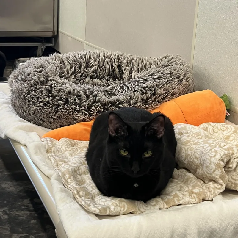 A young medium-sized male Black Domestic Short Hair cat named Pie for adoption in Salisbury, NC