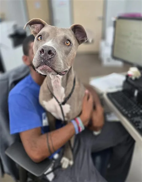 An adult large-sized female Mixed Breed dog named Rosie for adoption in Dallas, TX