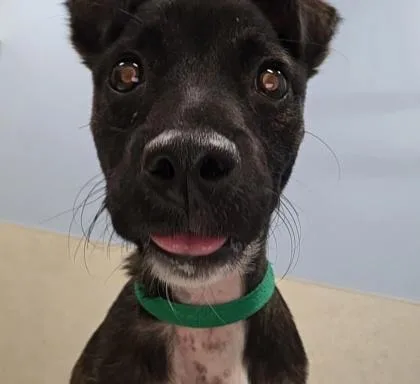 A young small-sized female American Staffordshire Terrier dog named Pretti for adoption in Honolulu, HI