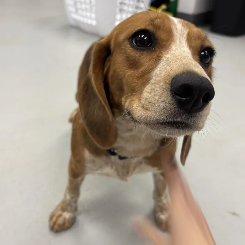 An adult small-sized female Tricolor (Brown, Black, & White) Beagle dog named Croissant for adoption in Carneys Point, NJ