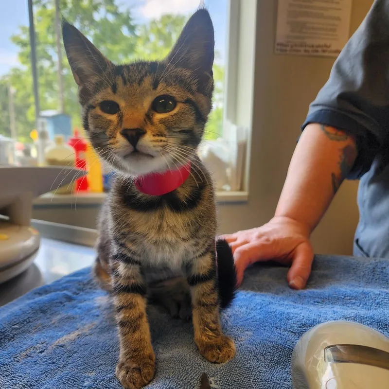 A baby small-sized female Brown / Chocolate Domestic Short Hair cat named Jaclyn for adoption in Columbia Station, OH