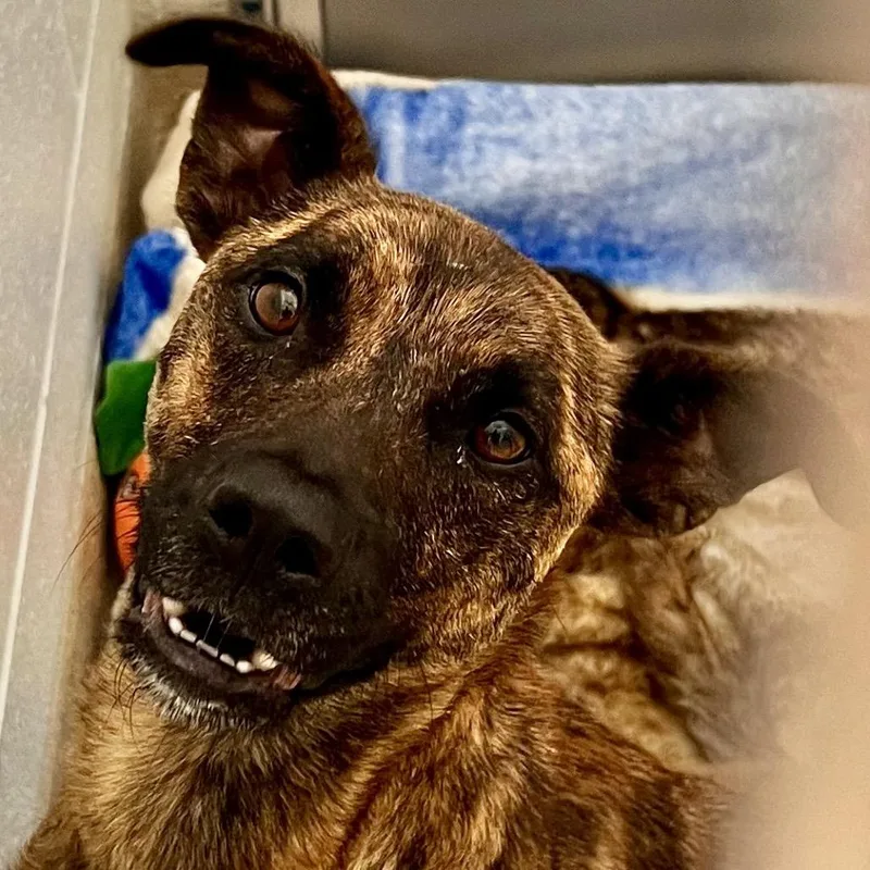A young medium-sized female Brindle Mixed Breed dog named Delta Dawn for adoption in Marshall, VA