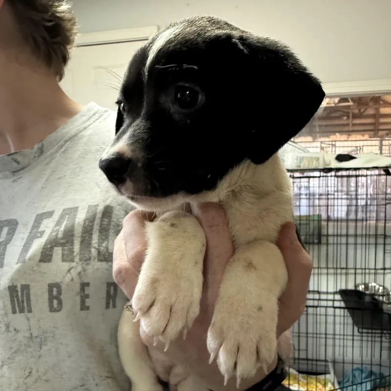 A baby medium-sized female Black Mixed Breed dog named Crumb Cake for adoption in Columbia, SC