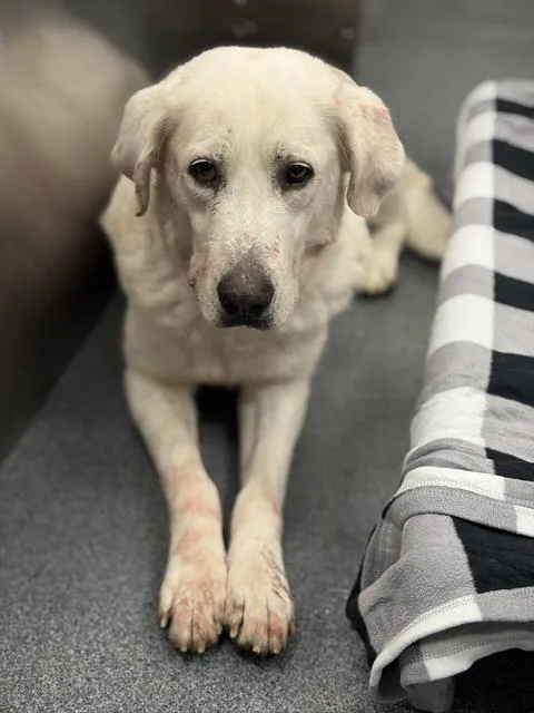 An adult medium-sized female Great Pyrenees dog named Momma for adoption in Dallas, TX