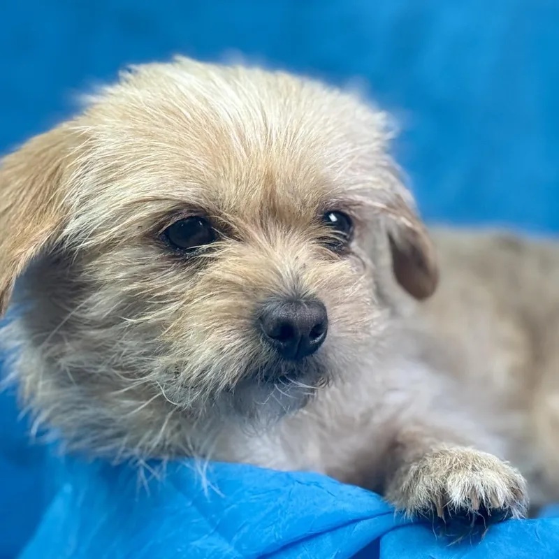 Rubble: Tenderhearted Cutie