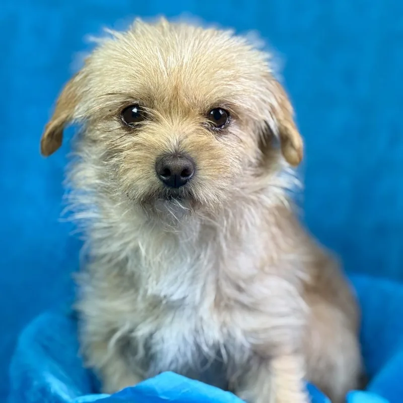 Rubble: Tenderhearted Cutie thumbnail 3