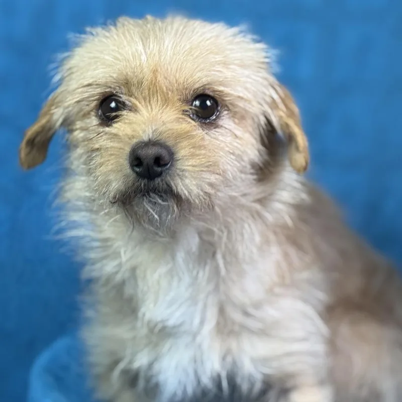 Rubble: Tenderhearted Cutie thumbnail 4