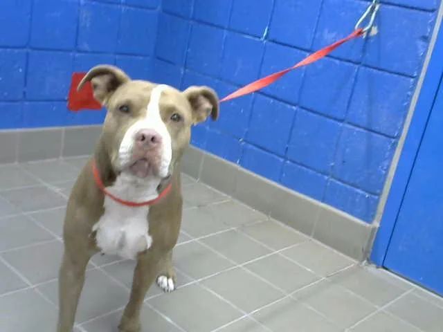 An adult medium-sized female Pit Bull Terrier dog named Momma for adoption in Albuquerque, NM