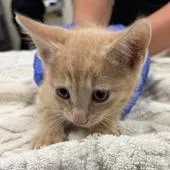 A baby small-sized female Calico Domestic Short Hair cat named Blackhawk for adoption in Wilmington, DE