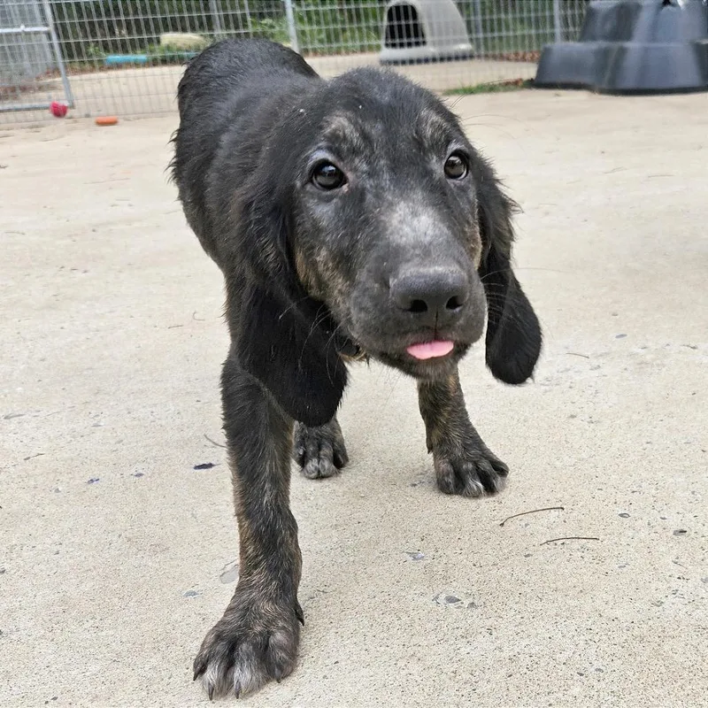 A baby medium-sized male Black Hound dog named Johnny for adoption in Clarksville, AR