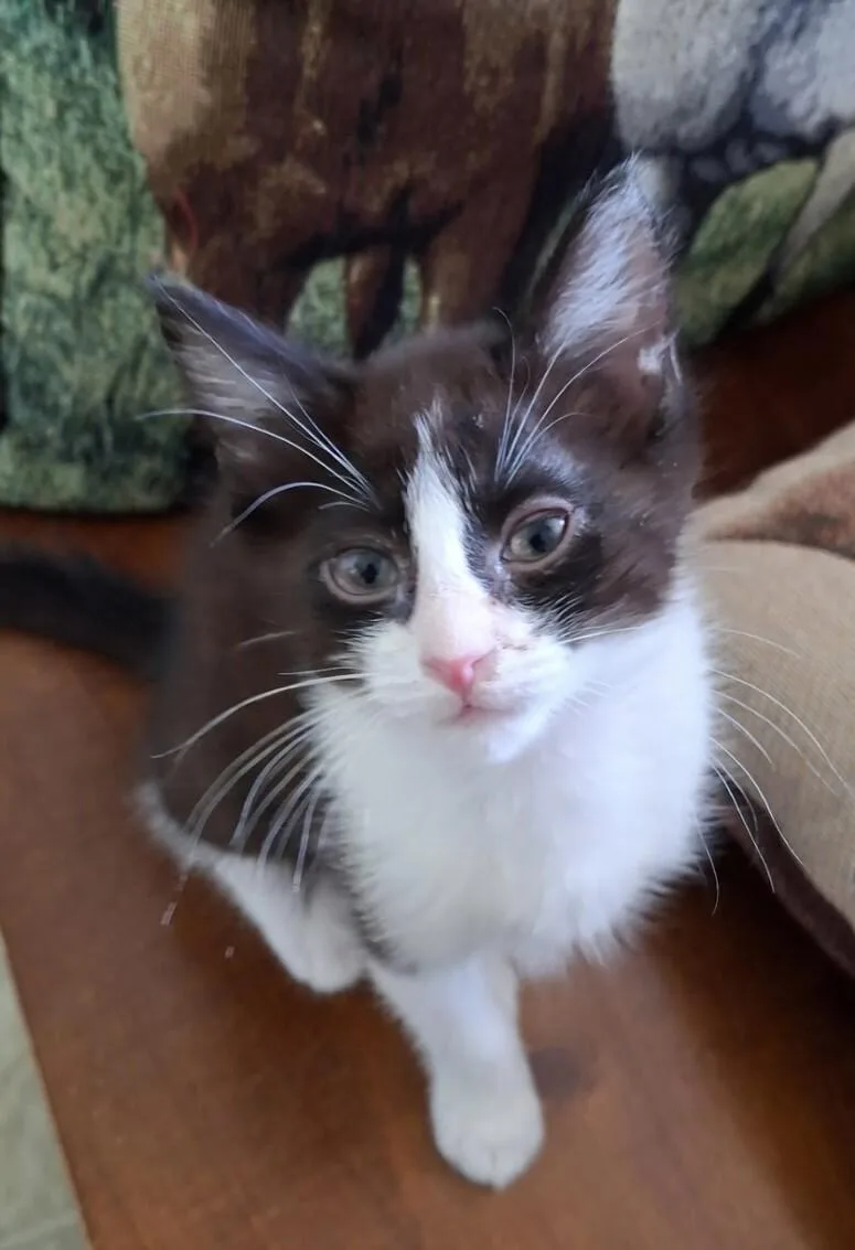 A baby small-sized female Black Tuxedo cat named Buttercup Flower litter for adoption in Anthem, AZ