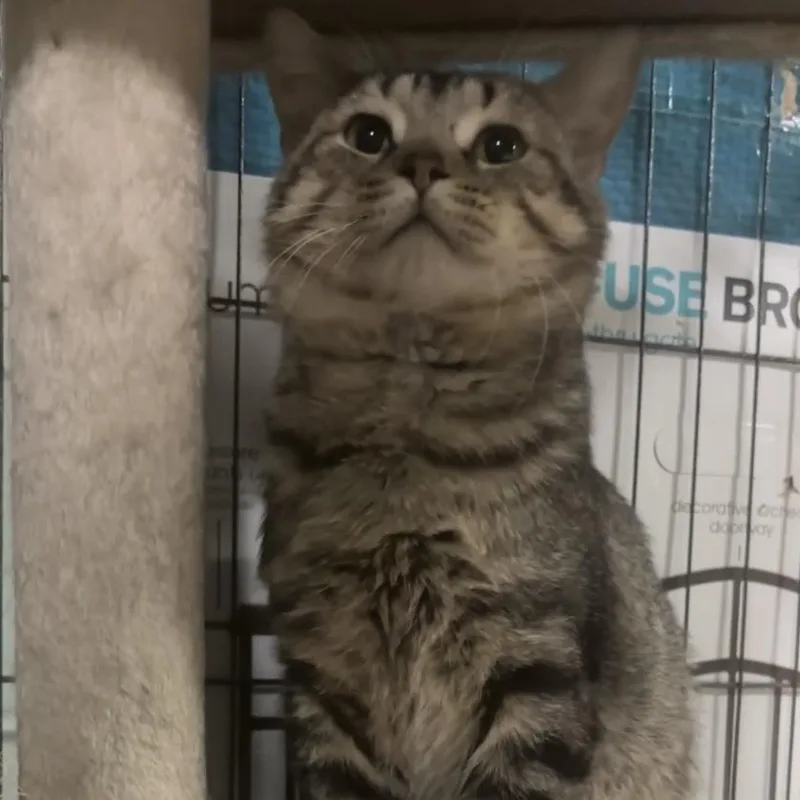 Gus Gus C