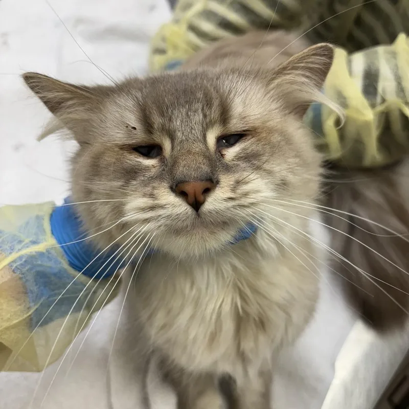 An adult medium-sized male Cream / Ivory Domestic Long Hair cat named Venkman for adoption in Evanston, IL
