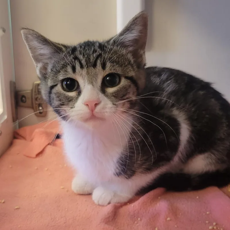A baby small-sized female Brown / Chocolate Domestic Short Hair cat named Micro for adoption in Wheeling, IL