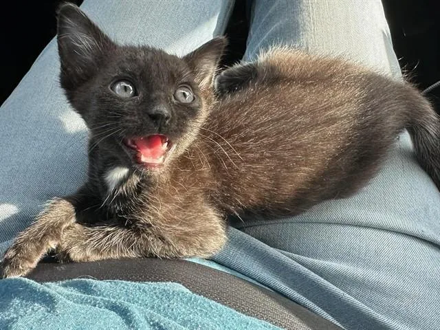A baby small-sized female Domestic Short Hair cat named Arwen for adoption in Colorado Springs, CO