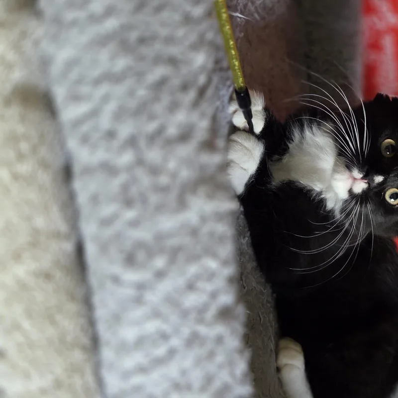 A baby medium-sized male Black & White / Tuxedo Domestic Short Hair cat named Blueberry for adoption in Wyandotte, MI