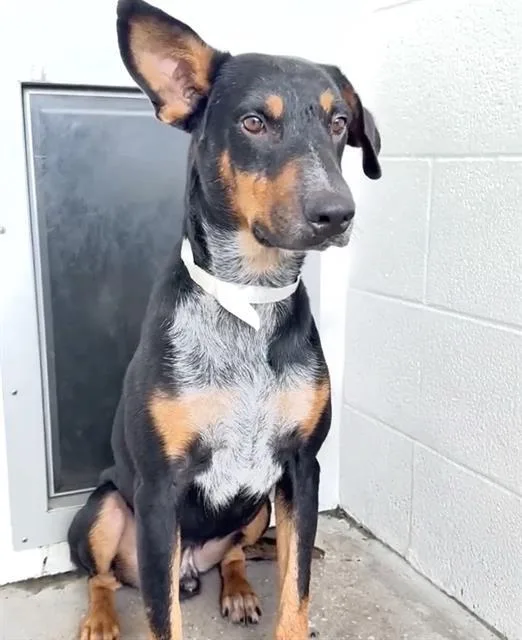 A young medium-sized male German Pinscher dog named Davey for adoption in Houston, TX