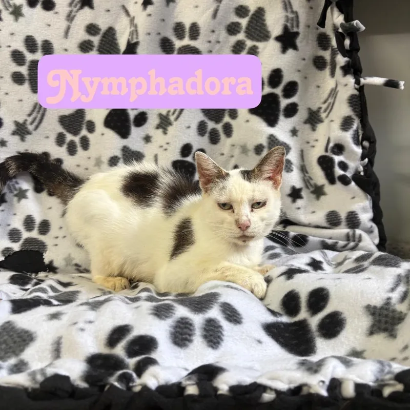 A young small-sized female Domestic Short Hair cat named Nymphadora for adoption in Hillsboro, OH