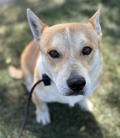 An adult medium-sized male Cardigan Welsh Corgi dog named Stray Hold Dallas for adoption in Phoenix, AZ