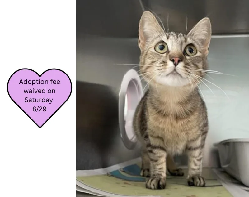 A young medium-sized female Domestic Short Hair cat named Tammy for adoption in Santa Cruz, CA