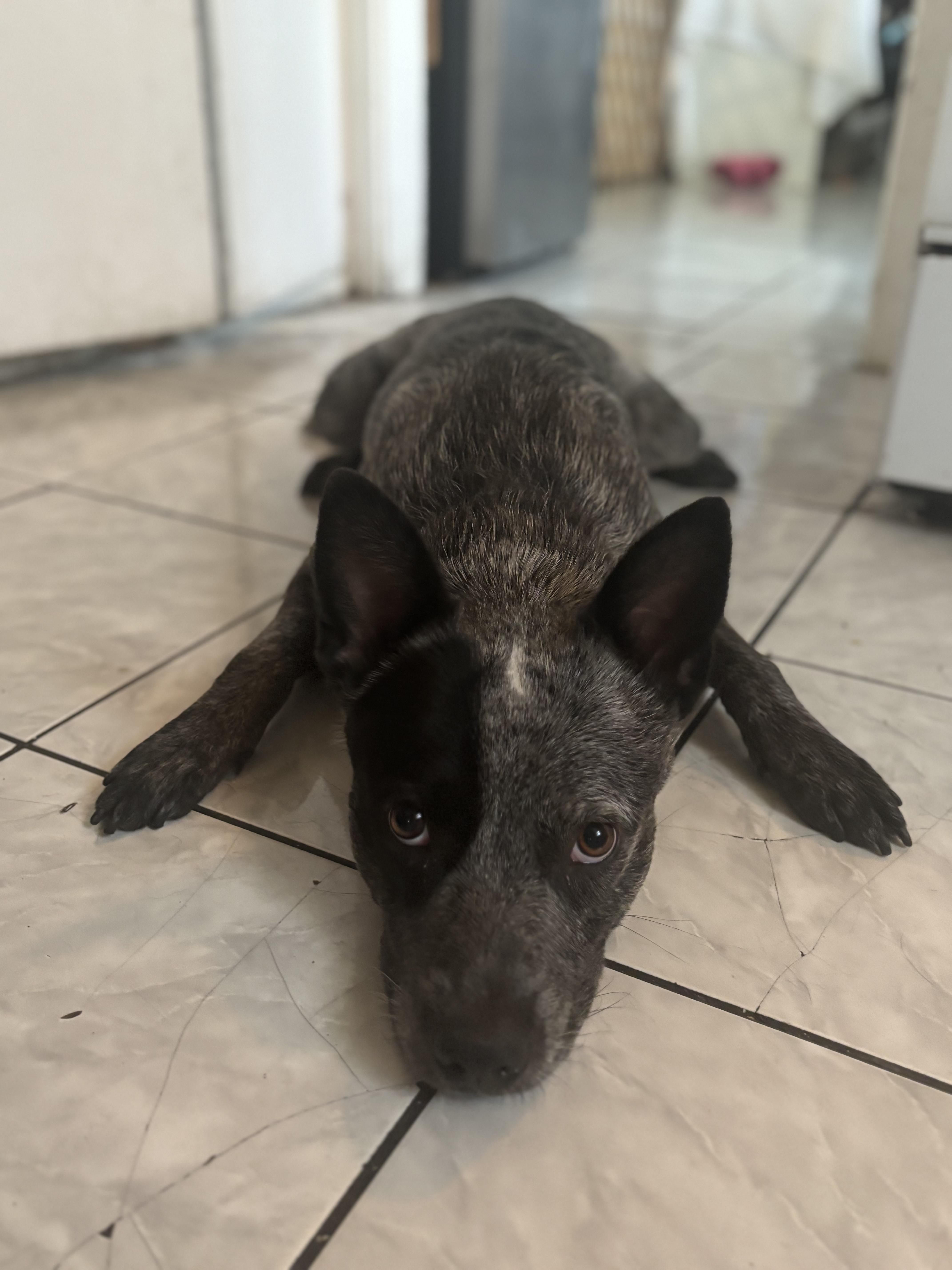 A young medium-sized male Australian Cattle Dog / Blue Heeler dog named Bandit for adoption in Torrance, CA