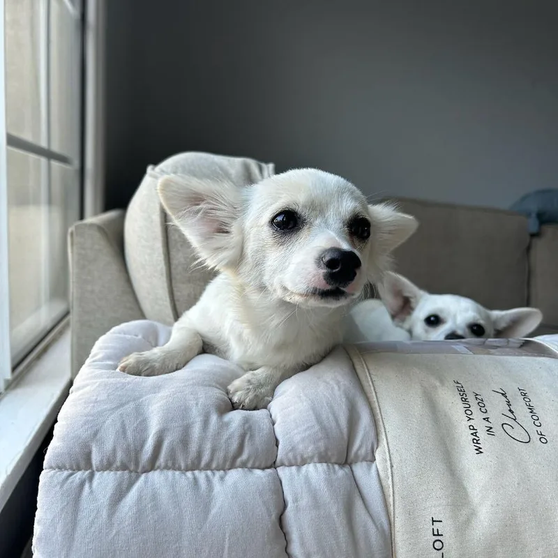 A young small-sized female White / Cream Chihuahua dog named Chai for adoption in North Hollywood, CA